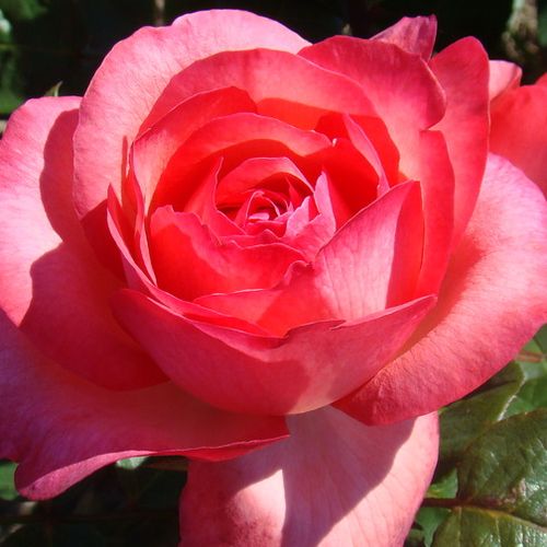 Roşu - Trandafir copac cu trunchi înalt - cu flori în buchet - coroană tufiș
